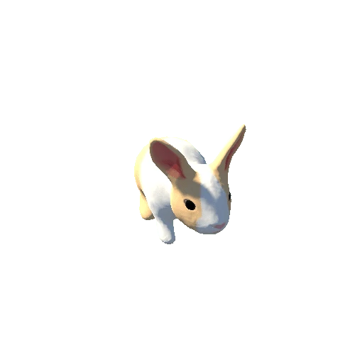 Rabbit 2